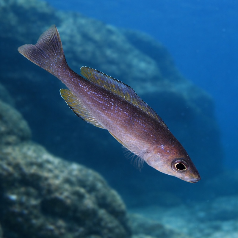 Cyprichromis microlepidotus 'Kalundu'